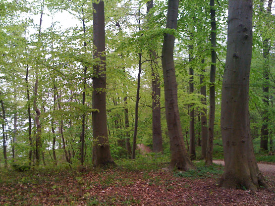 Ruheforst