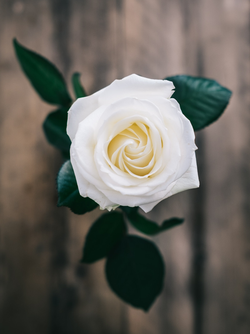 white 2565637